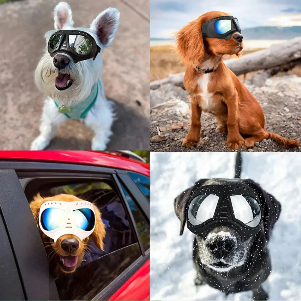 Accessoires | Lunettes pour chien - TurtlesTrip