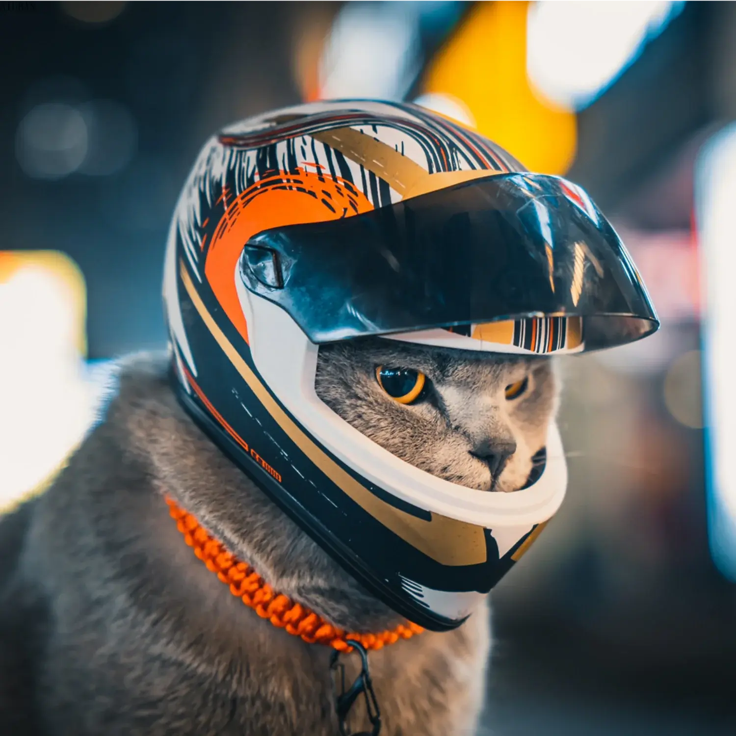 Accessoires | Casque moto pour DoggyCat - TurtlesTrip