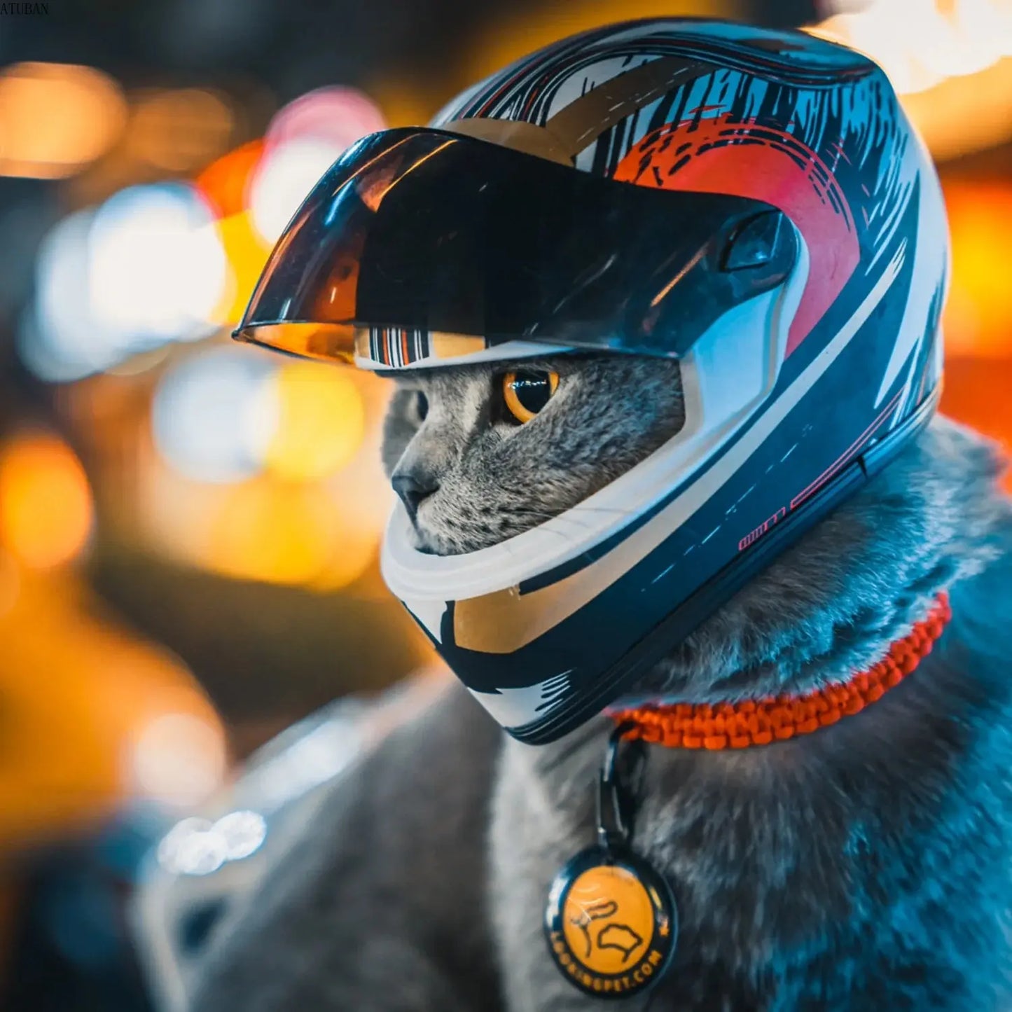 Accessoires | Casque moto pour DoggyCat - TurtlesTrip